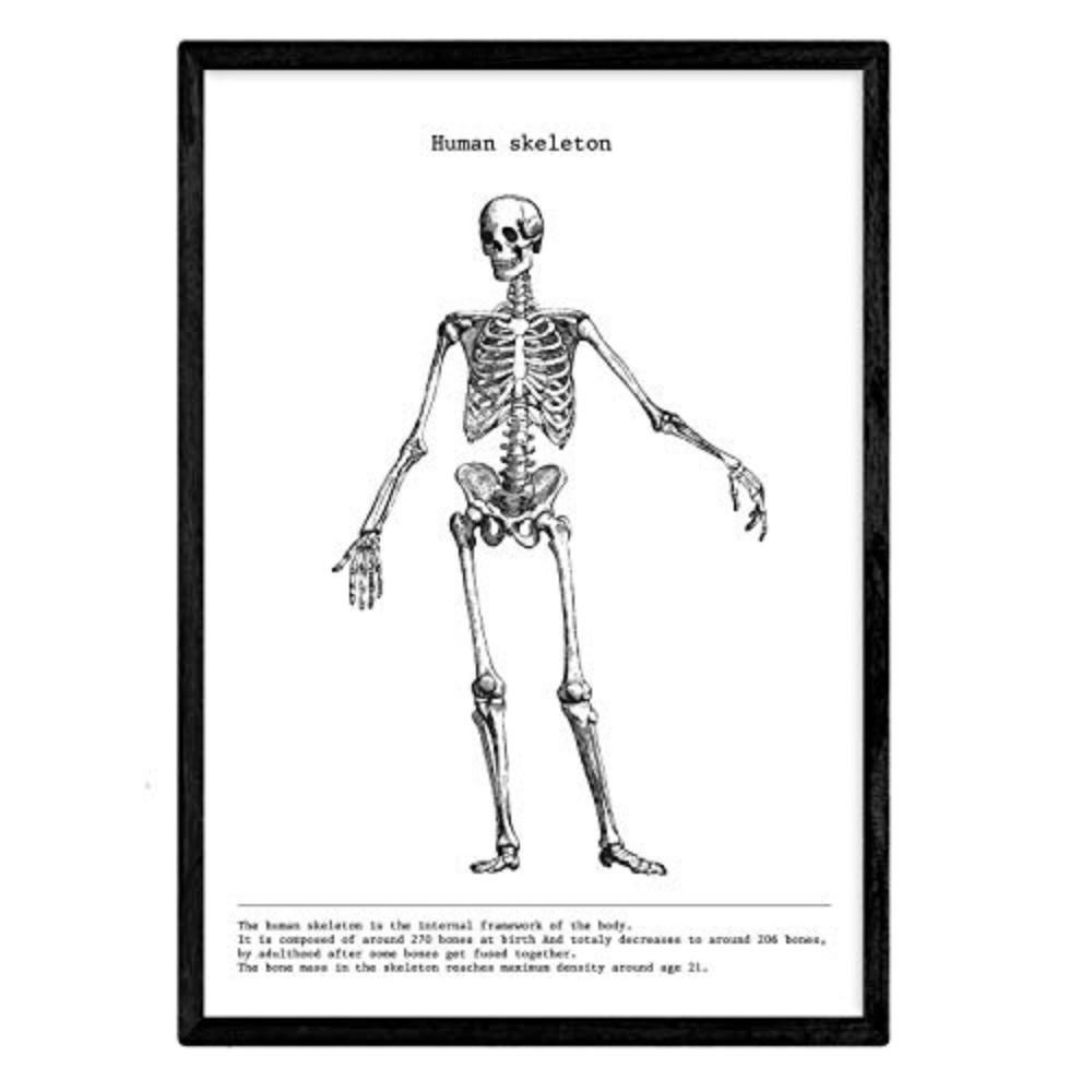 POSTER Anatomie Skelett A3 Rahmenlos - Klar, Papier (29.7/5/42cm) - Nacnic