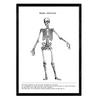 POSTER Anatomie Skelett A4 Rahmenlos - Klar, Papier (29.7/5/21cm) - Nacnic