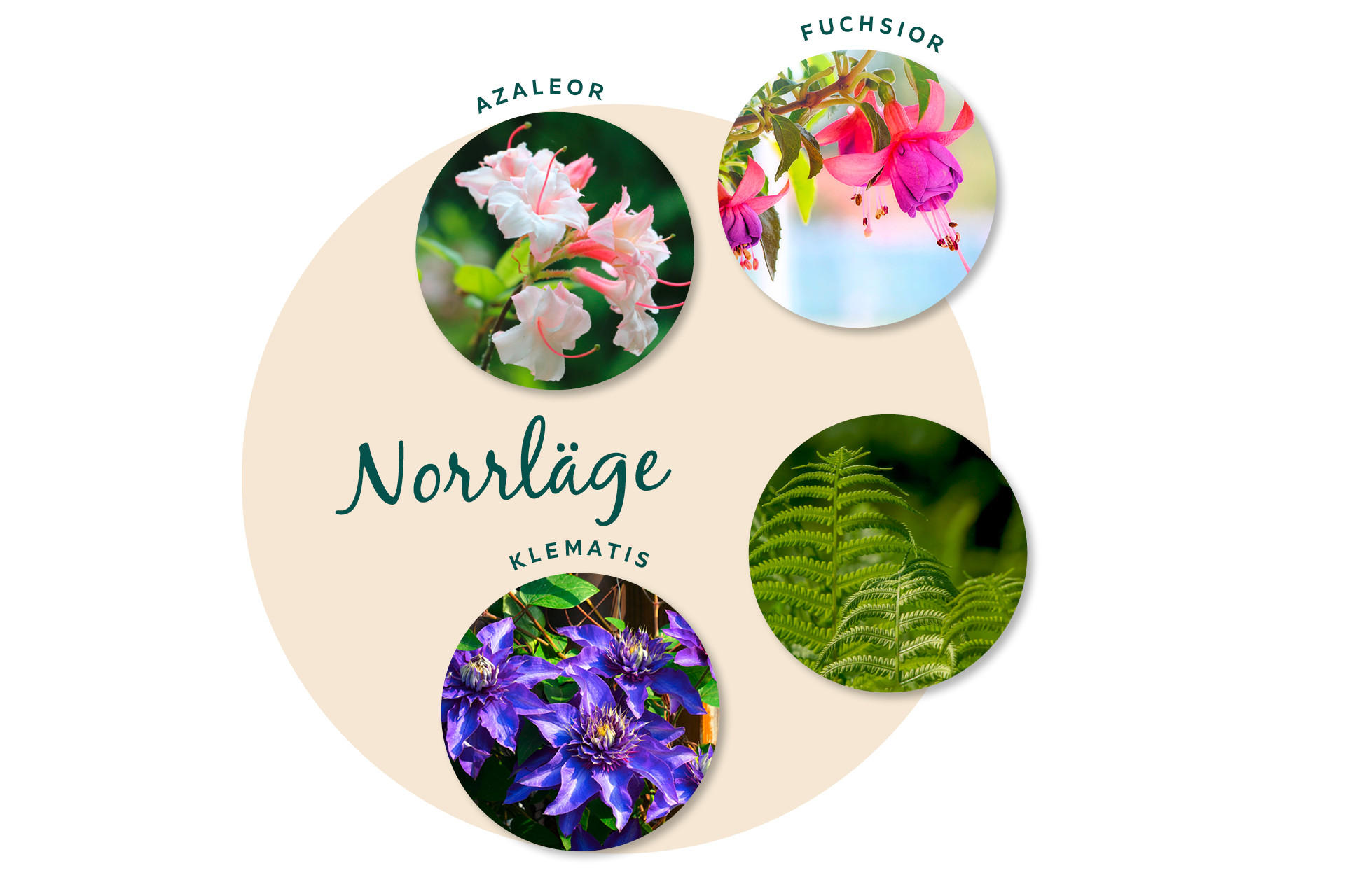 Balkongblommor för norrläge