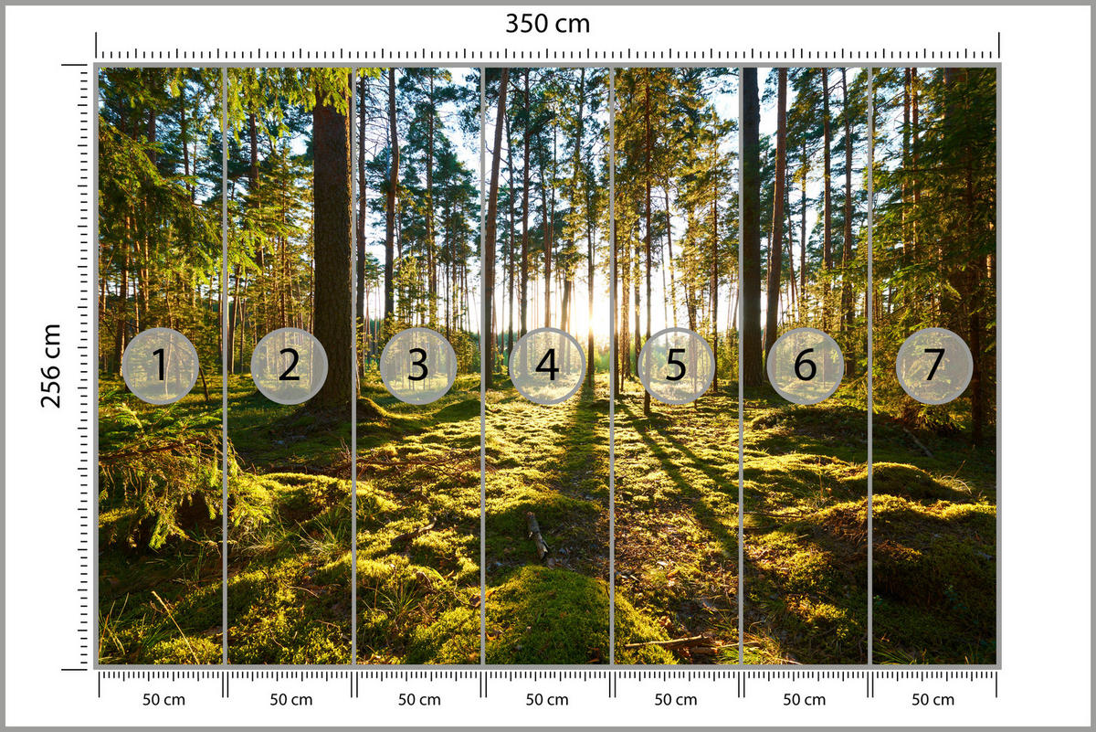 FOTOTAPETE für Küche Sonnenaufgang WALD Moss Bäume Sonnenstrahl 350x256 - Gelb/Braun, Papier (350/256cm) - Muralo
