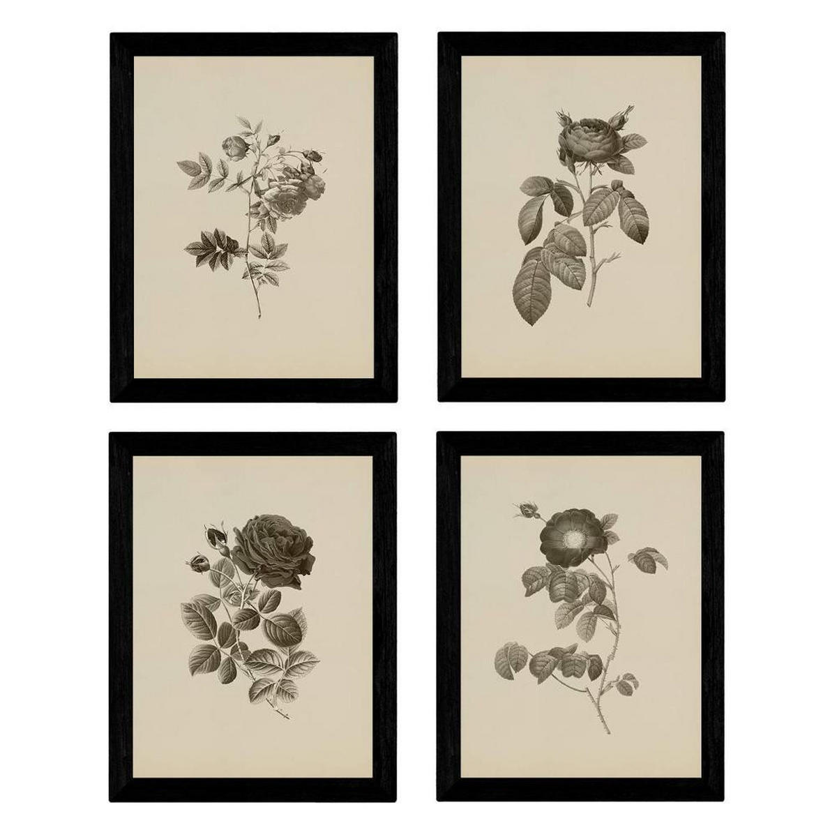 POSTER Set mit 4 Botanischen Stils Rosenkranz Jahrgang A3 Rahmenlos - Klar, Papier (29.7/3cm) - Nacnic
