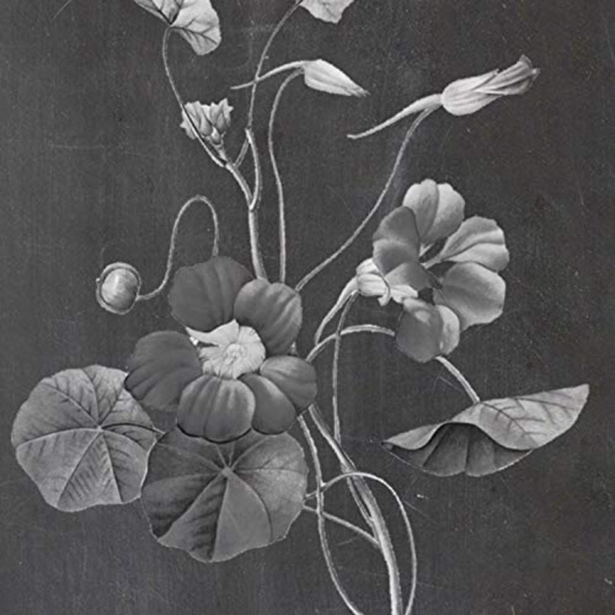 POSTER Set mit 4 Botanischen Stils Sensitive A3 Rahmenlos - Klar, Papier (29.7/3cm) - Nacnic