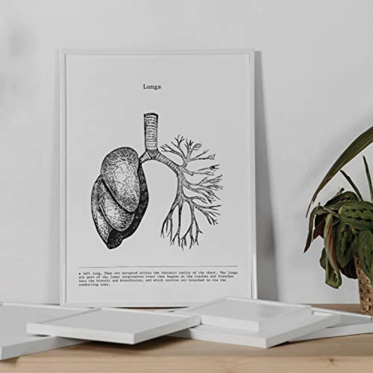POSTER Set mit 3 Anatomie Vintage Herz Gehirn Lunge Größe A4 Rahmenlos - Klar, Papier (21/1/29.7cm) - Nacnic