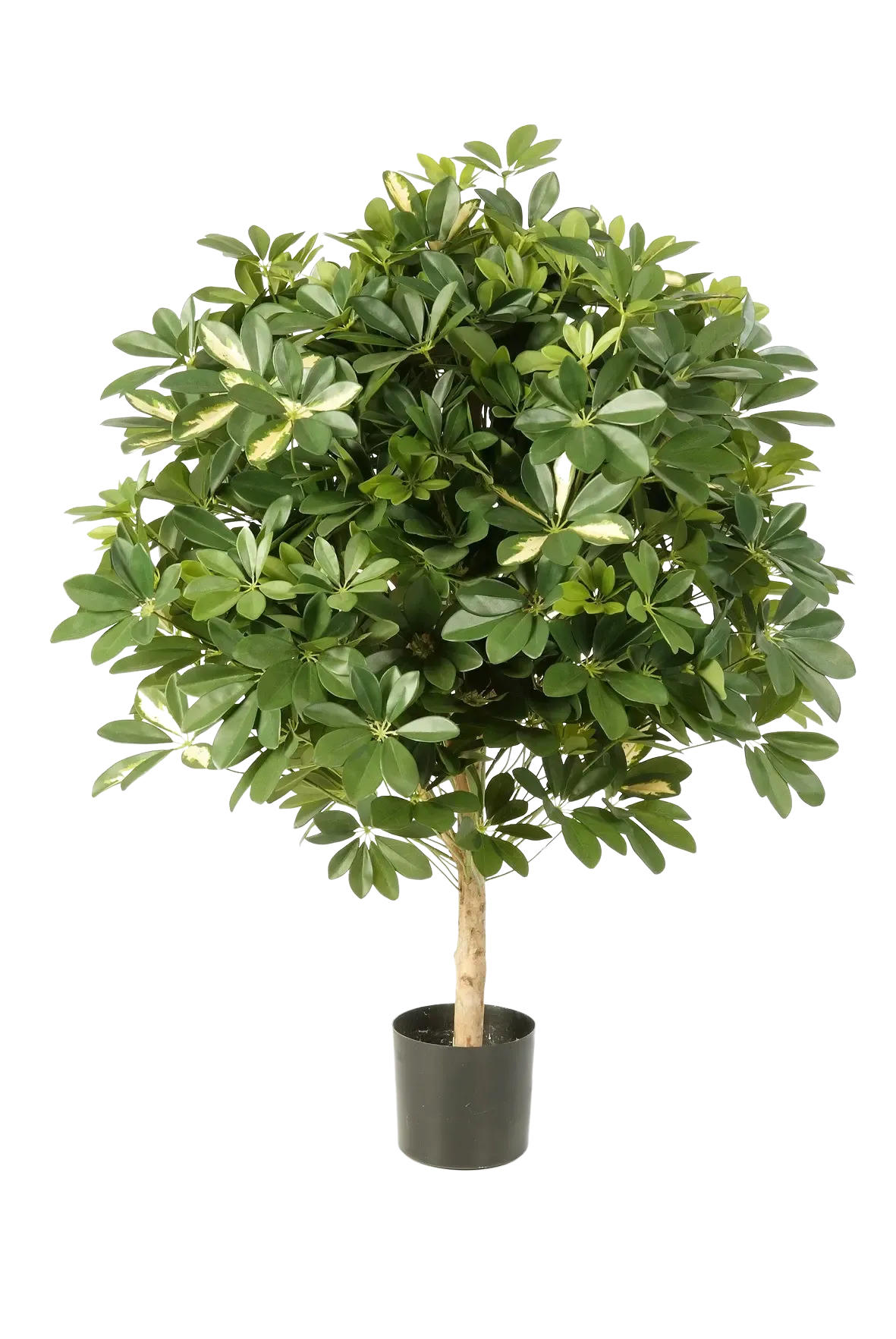 KÜNSTLICHE Schefflera - Phoebe 110 cm - Multicolor, Kunststoff (110cm) - aplanta
