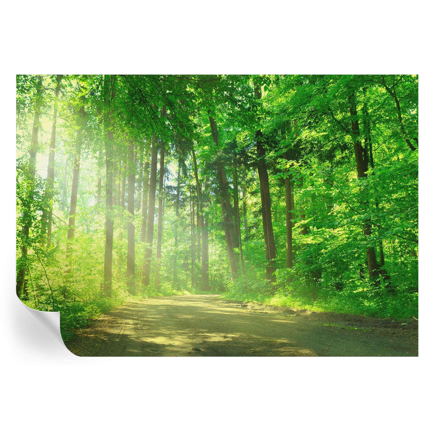 FOTOTAPETE 208x146 cm - Waldweg - Grün, Textil (208/146cm) - Wallfluent
