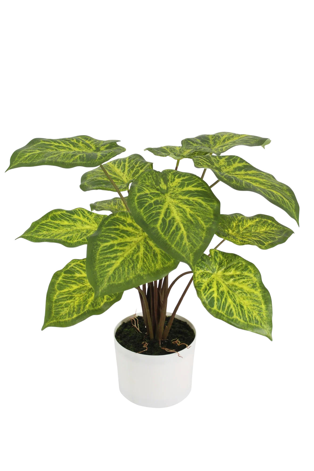 KUNSTPFLANZE Künstliche Caladium - Lima 62 cm - Grün, Kunststoff (61cm) - aplanta