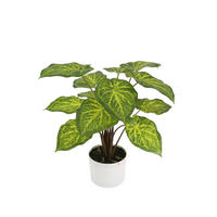 KUNSTPFLANZE Künstliche Caladium - Lima 62 cm - Grün, Kunststoff (61cm) - aplanta