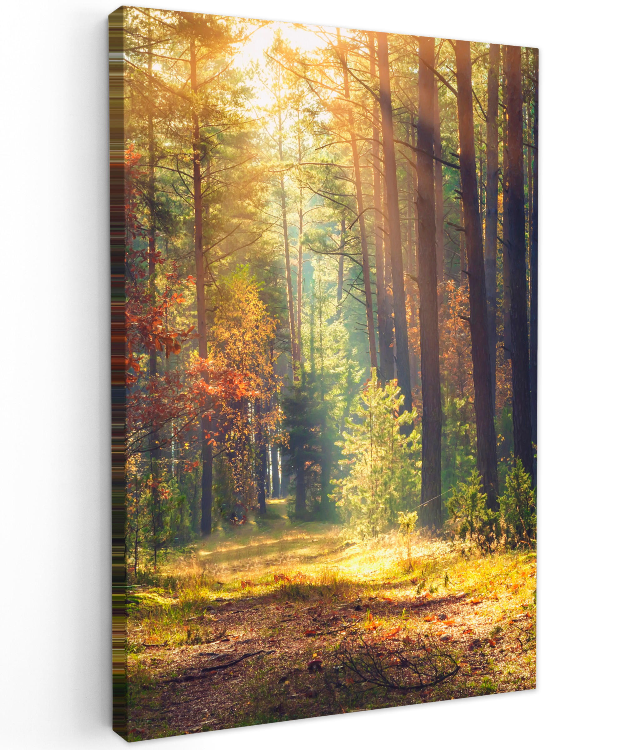 LEINWANDBILD Wald - Herbst - Bäume 90x140 cm - Dunkelgrün, Textil (90/140cm) - MuchoWow