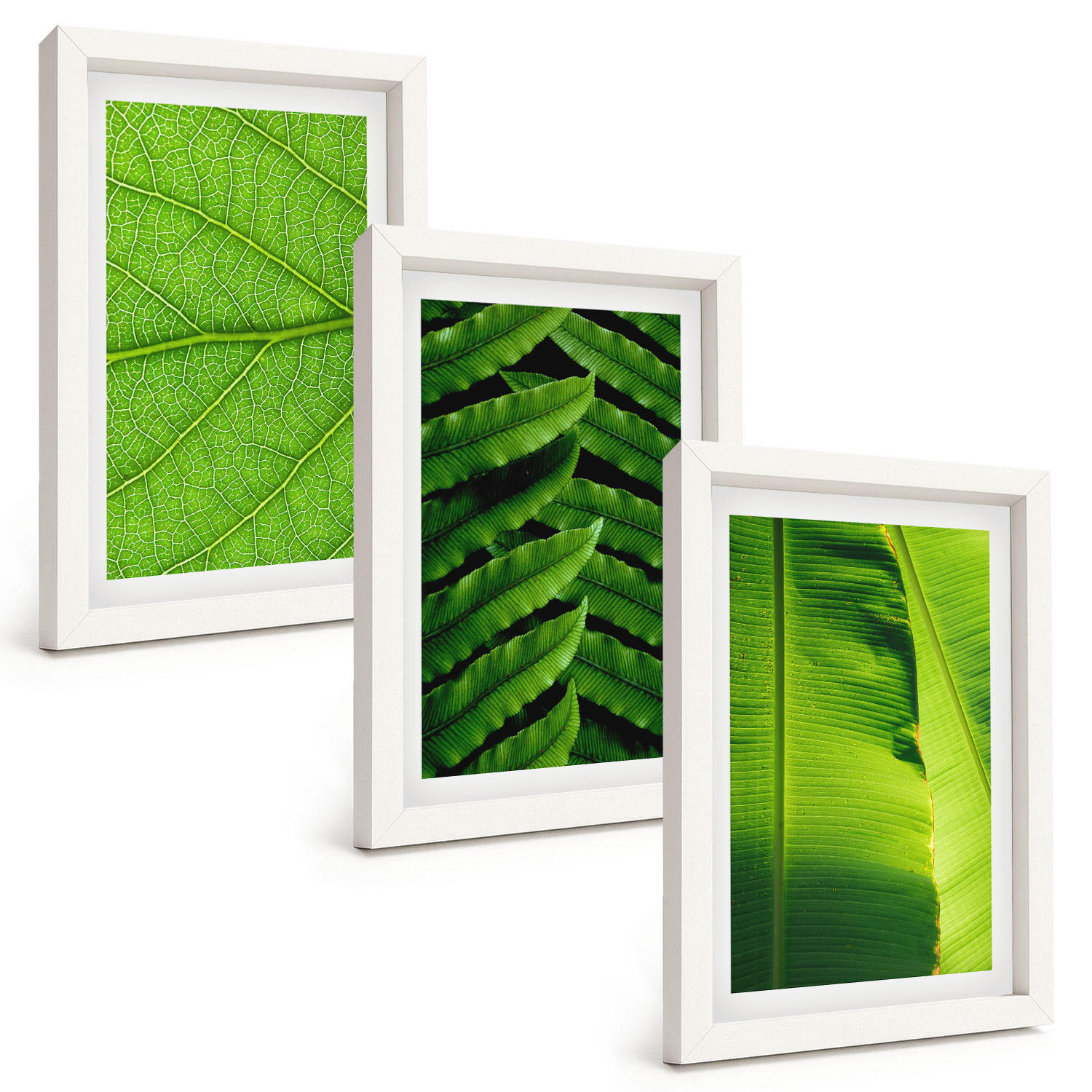 BILDER SET 3er Set - 20x30 cm Weißer Rahmen - Makrofotografie von tropischen Blättern - Weiß, Kunststoff (20/30cm) - TULUP