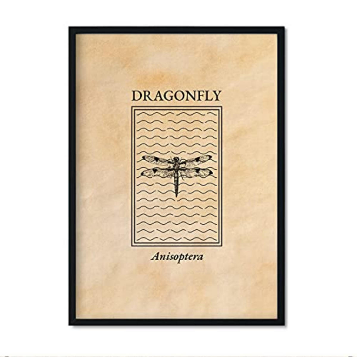 POSTER Insekten Gravur – Dragonfly A3 Rahmenlos - Klar, Papier (29.7/5/42cm) - Nacnic