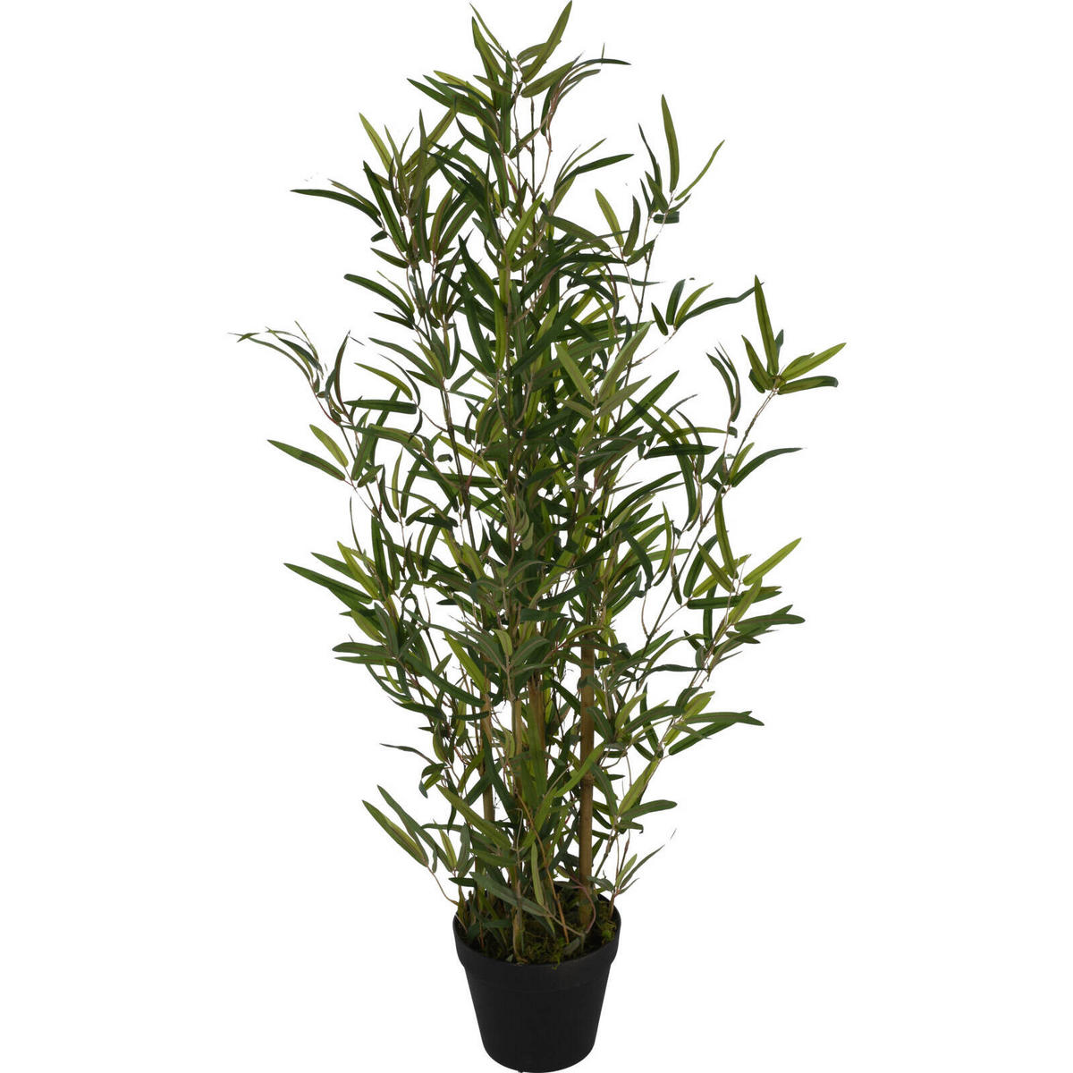 BAMBUSBAUM 90 cm - Grün, Naturmaterialien (90cm)