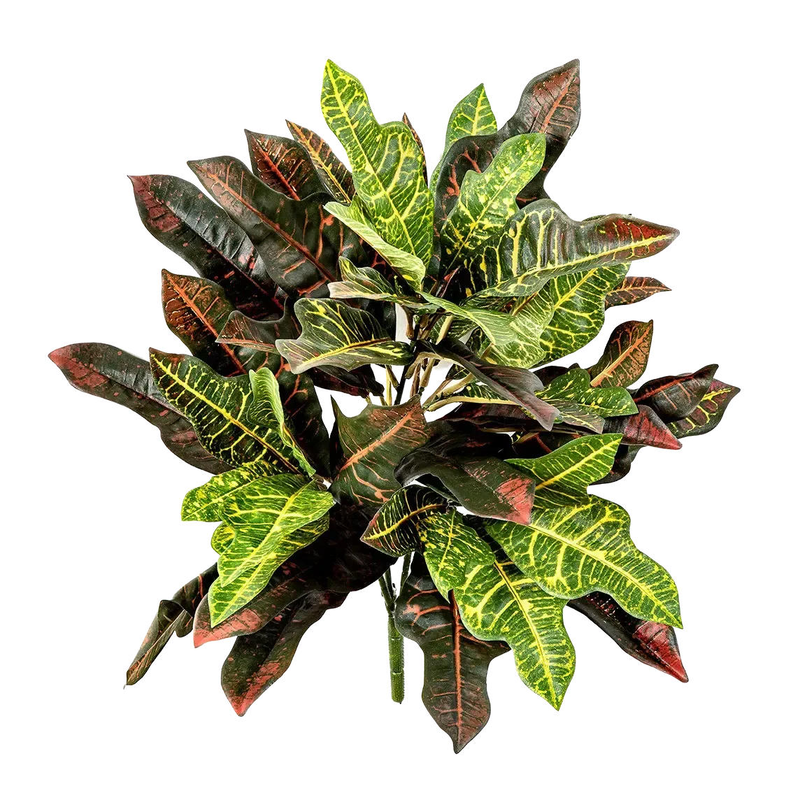 KÜNSTLICHER Croton - Selma 50 cm - Multicolor, Kunststoff (50cm) - aplanta