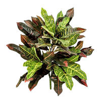 KÜNSTLICHER Croton - Selma 50 cm - Multicolor, Kunststoff (50cm) - aplanta