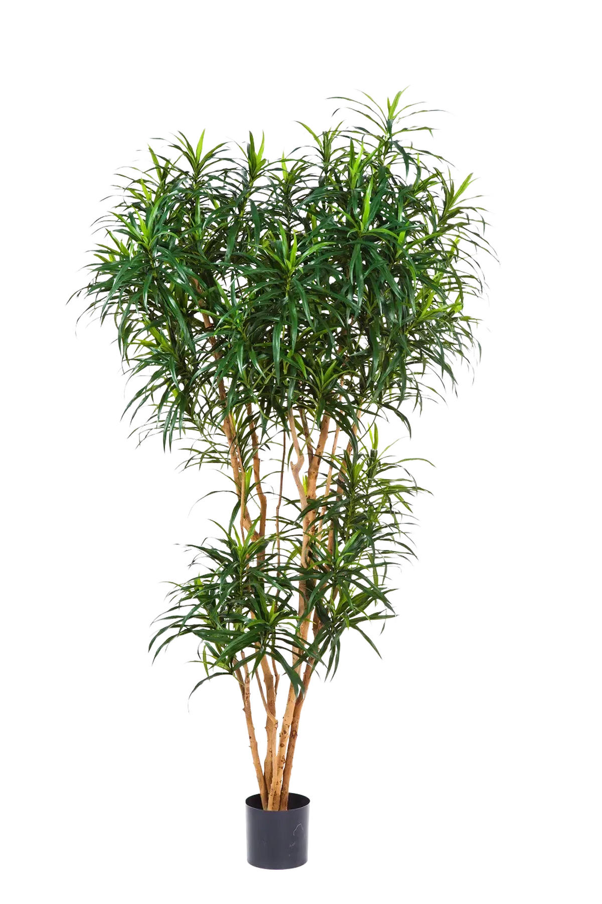 KUNSTBAUM Künstlicher Drachenbaum - Helmut 180 cm - Grün, Kunststoff (180cm) - aplanta