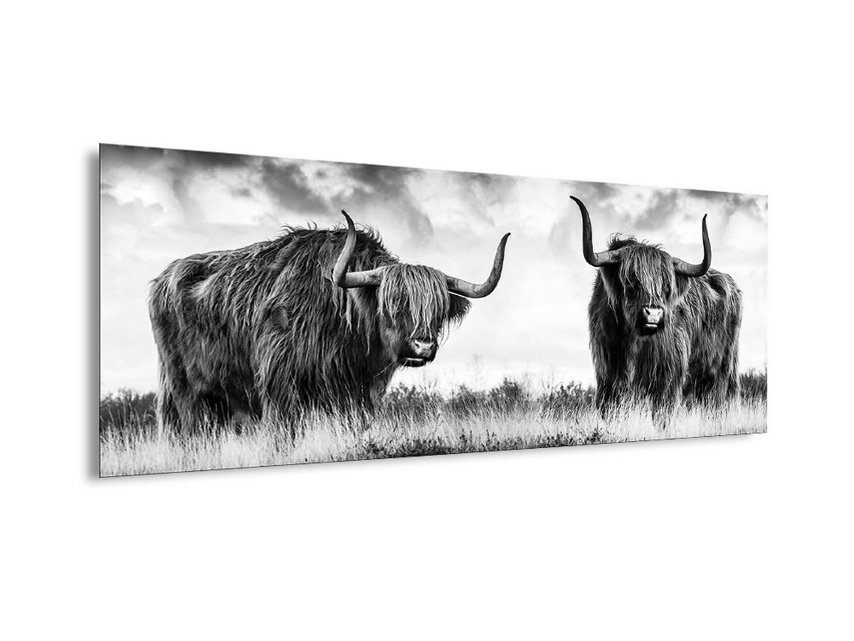 GLASBILD 80x30 cm Highland Rinder schwarz weiß - Anthrazit, Glas (80/30cm) - artissimo