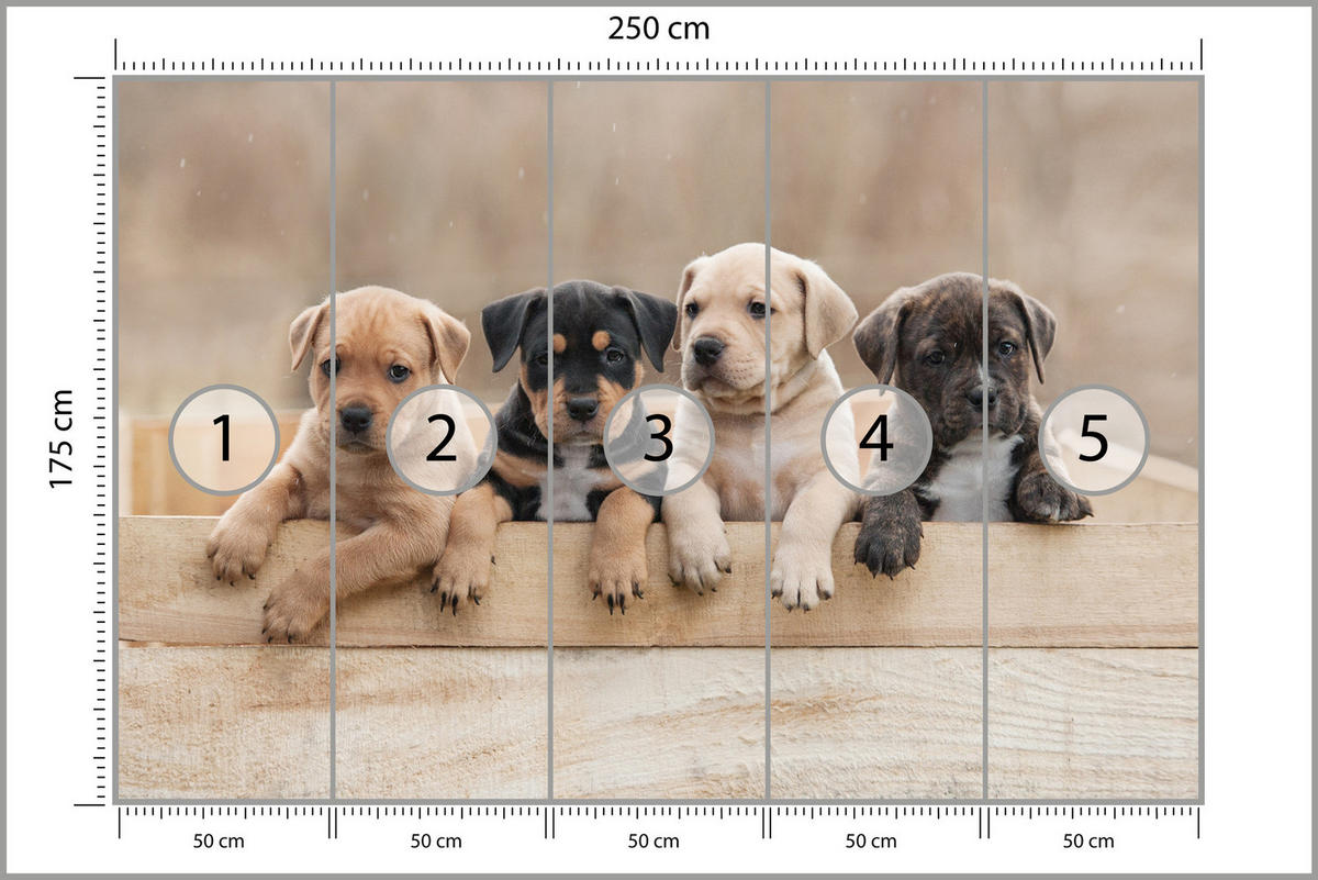 FOTOTAPETE für Kinderzimmer Süße Hunde Tiere 250x175 - Beige/Schwarz, Papier (250/175cm) - Muralo