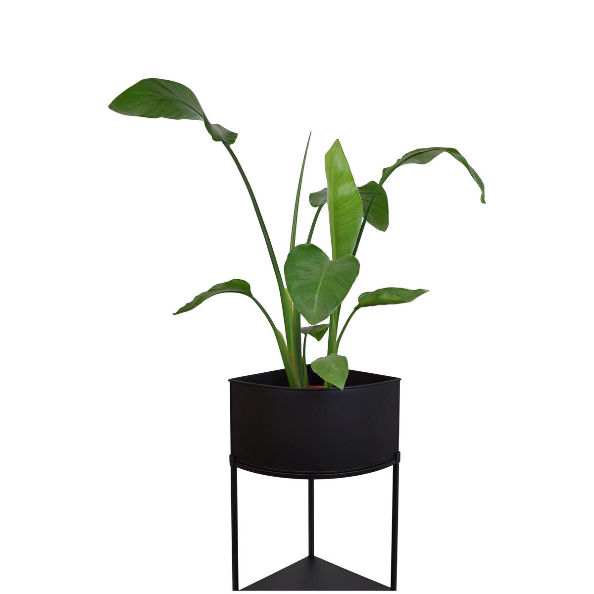 STEHENDER PFLANZKÜBEL Flora Schwarz - Schwarz, Metall (30/75/30cm) - LOFT42