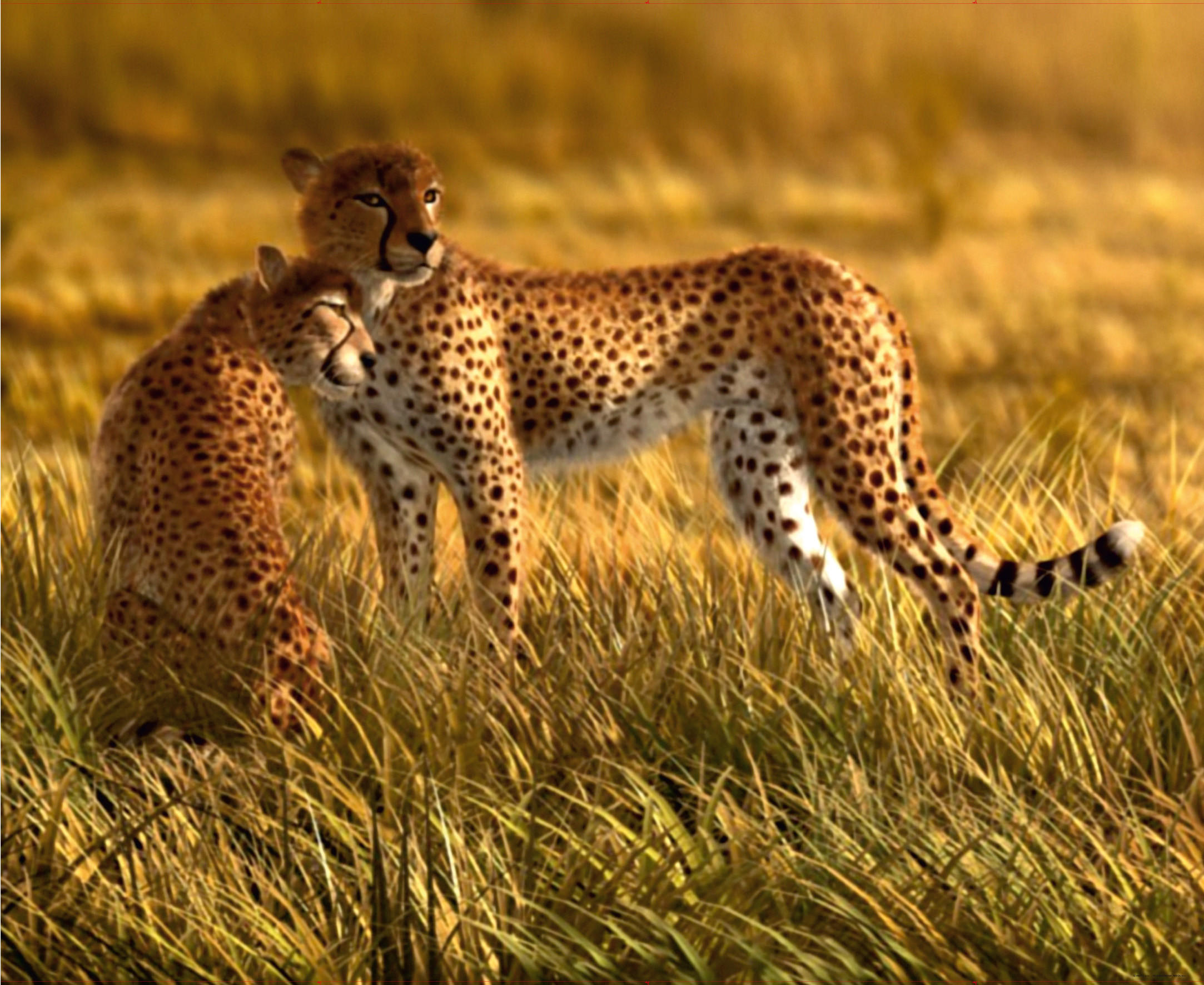 FOTOTAPETE Leopard 375 x 270 cm - Beige, Papier (375/270cm) - Sanders & Sanders