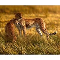 FOTOTAPETE Leopard 375 x 270 cm - Beige, Papier (375/270cm) - Sanders & Sanders
