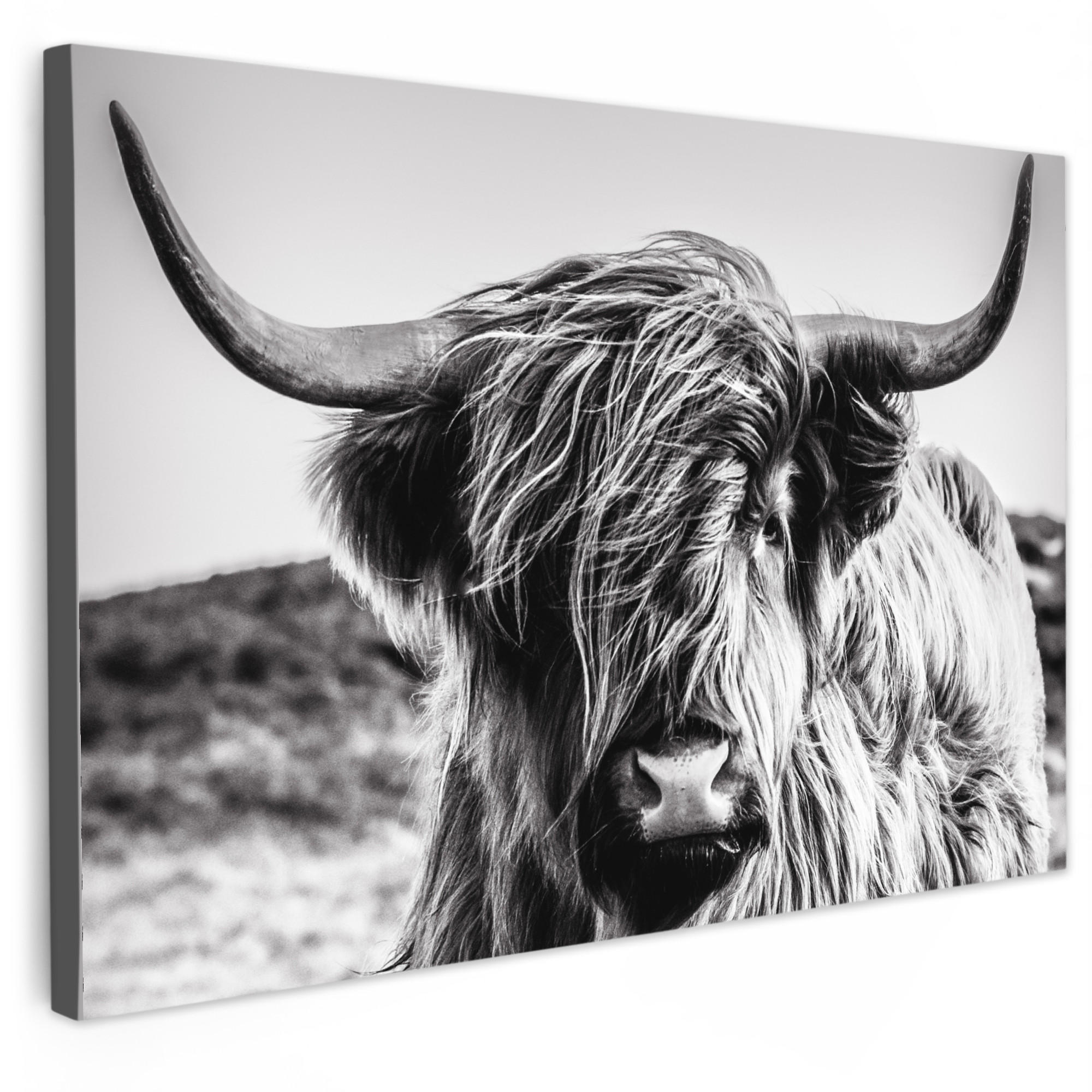 LEINWANDBILD Kuh - Schottischer Hochländer - Schwarz - Weiß - Tier - Natur - Wildtiere 30x20 cm - Schwarz, Textil (30/20cm) - MuchoWow