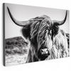 LEINWANDBILD Kuh - Schottischer Hochländer - Schwarz - Weiß - Tier - Natur - Wildtiere 30x20 cm - Schwarz, Textil (30/20cm) - MuchoWow