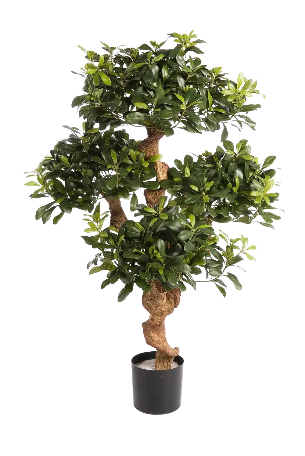 KUNSTBAUM Künstlicher Pittosporum - Pierre 120 cm - Grün, Kunststoff (120cm) - aplanta