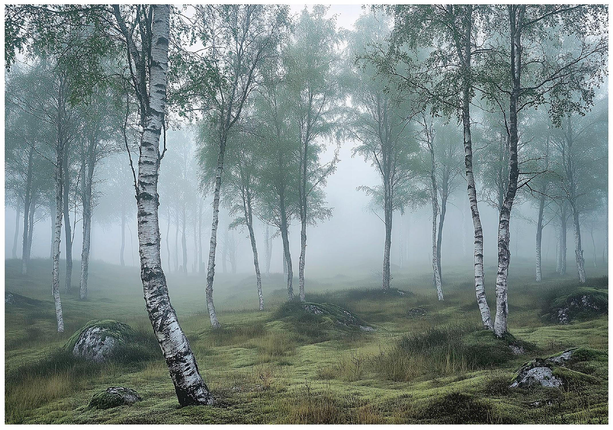 FOTOTAPETE 3D Effekt Wald Birken Wohnzimmer 300x210 - Multicolor, Papier (300/210cm) - Wallarena