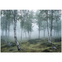 FOTOTAPETE 3D Effekt Wald Birken Wohnzimmer 400x280 - Multicolor, Papier (400/280cm) - Wallarena