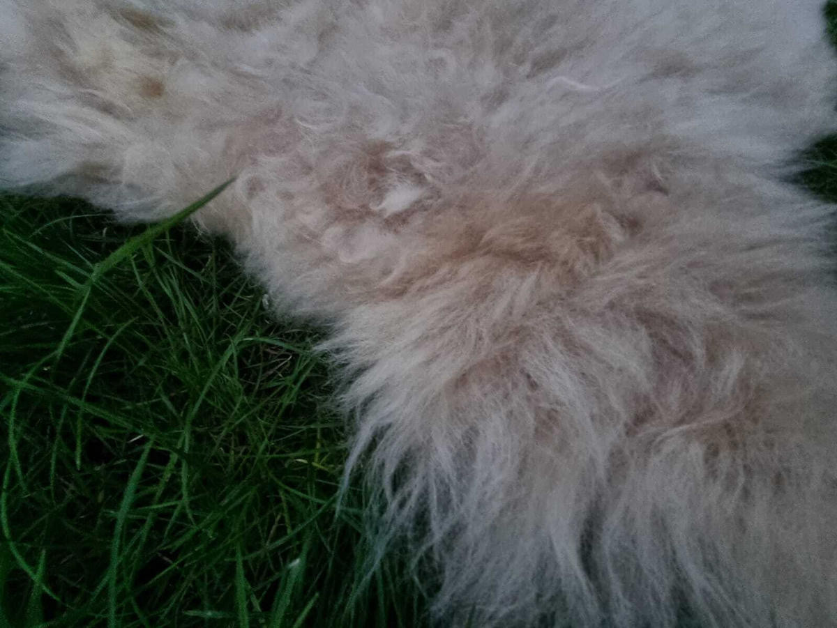 SCHAFFELL Hellbraun/Cappuccino 2. Wahl, ca. 130 cm - Hellbraun/Cappuccino, Fell (75/130cm) - Provellus