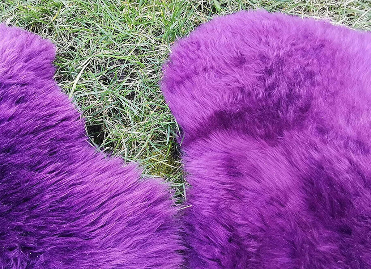 LAMMFELL Öko bunt gefärbt weich Fell Teppich Amethyst ca. 110 cm - Violett, Fell (60/110cm) - Provellus