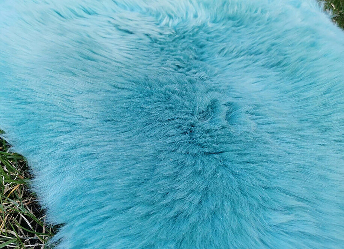 LAMMFELL Öko bunt gefärbt weich Fell Teppich Türkis ca. 110 cm - Türkis, Fell (60/110cm) - Provellus