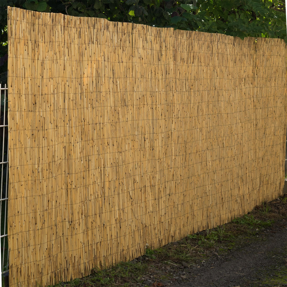 SICHTSCHUTZMATTE Aroa 60x160 cm, Schilfrohr naturfarben - Naturfarben, Naturmaterialien (600/160cm) - DESIGN DELIGHTS