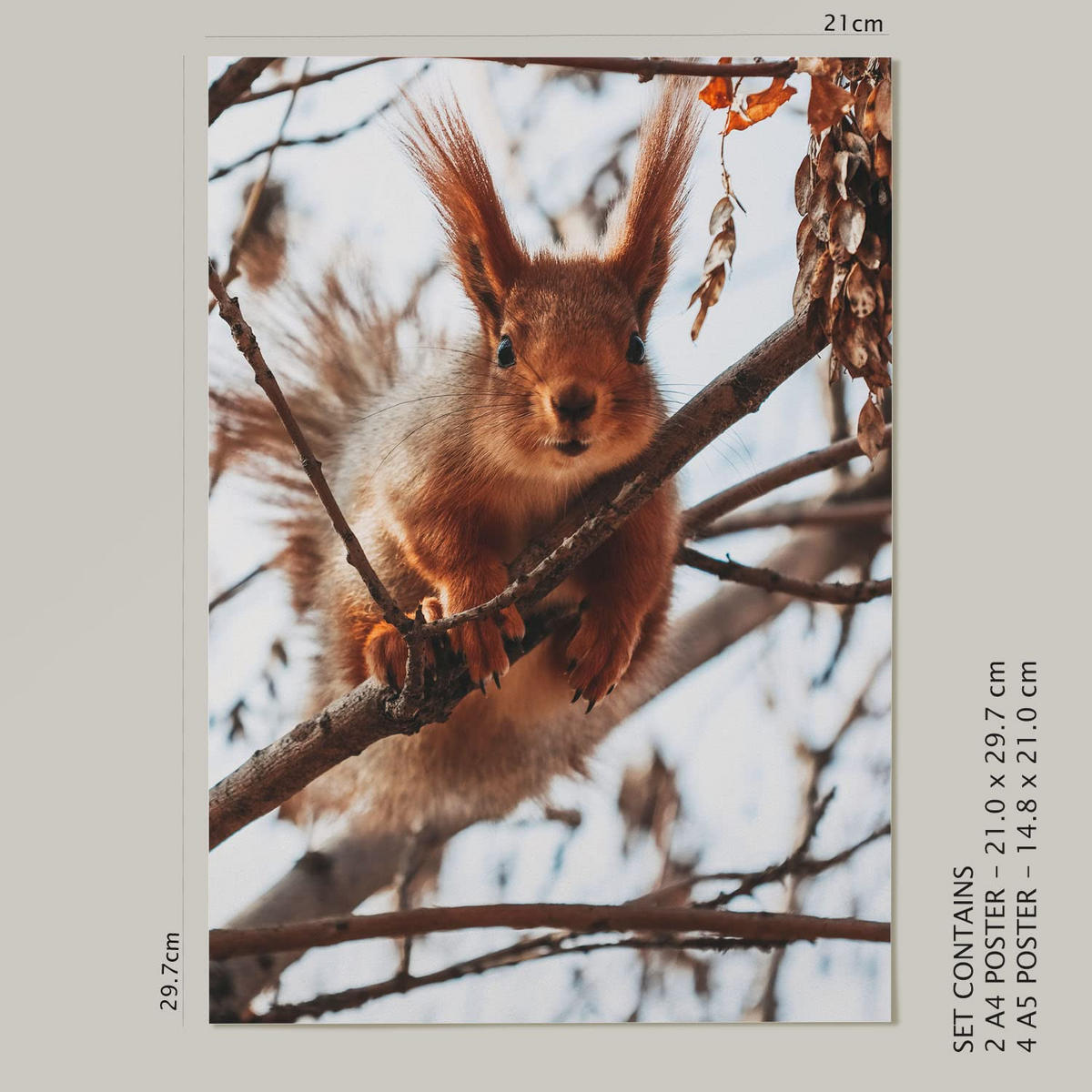 POSTER Set Mit 6 Tiere Im Schnee A3 & A4 Rahmenlos - Klar, Papier (29/3cm) - Nacnic