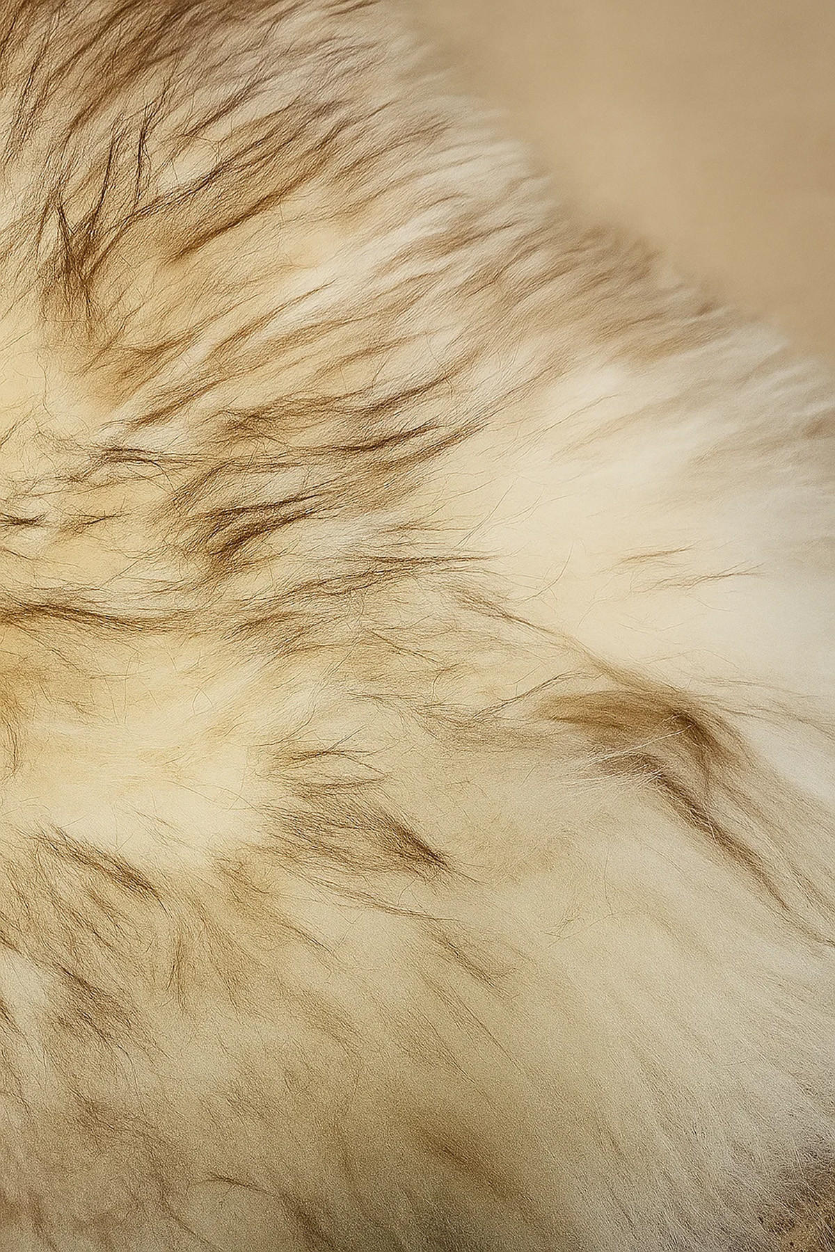 SCHAFFELL Geflammt Natur mit kleinen Mängeln ca. 110 cm - Braun, Fell (60/110cm) - Provellus