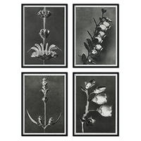 POSTER Set mit 4 langer Blätter Blumen und Pflanzen in Grausteinen A4 Rahmenlos - Klar, Papier (29.7/3cm) - Nacnic