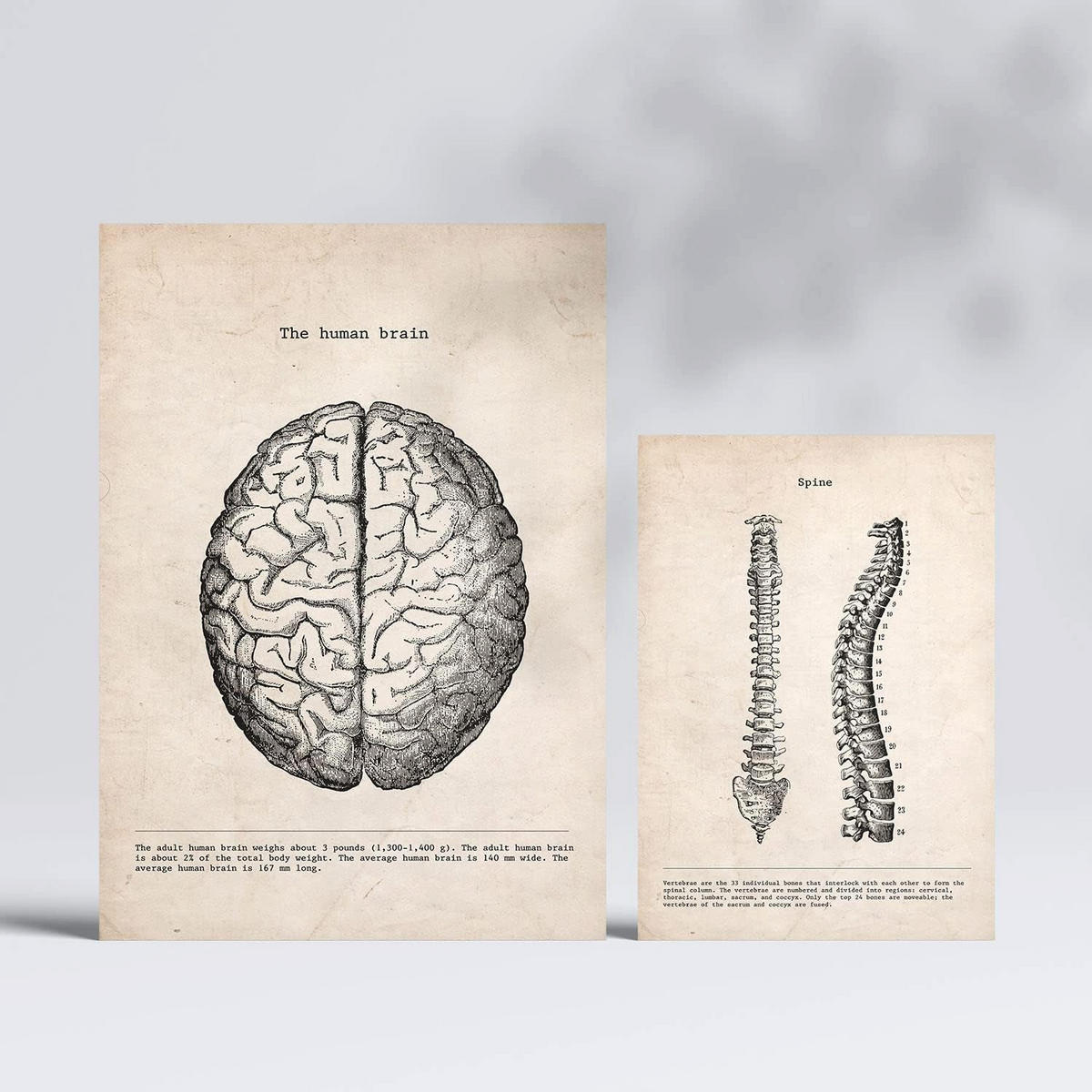 POSTER Set Mit 6 Medizinische Anatomie-Illustrationen des Oberkörpers Größe A3 und A4 Rahmenlos - Klar, Papier (29.7/1/42cm) - Nacnic