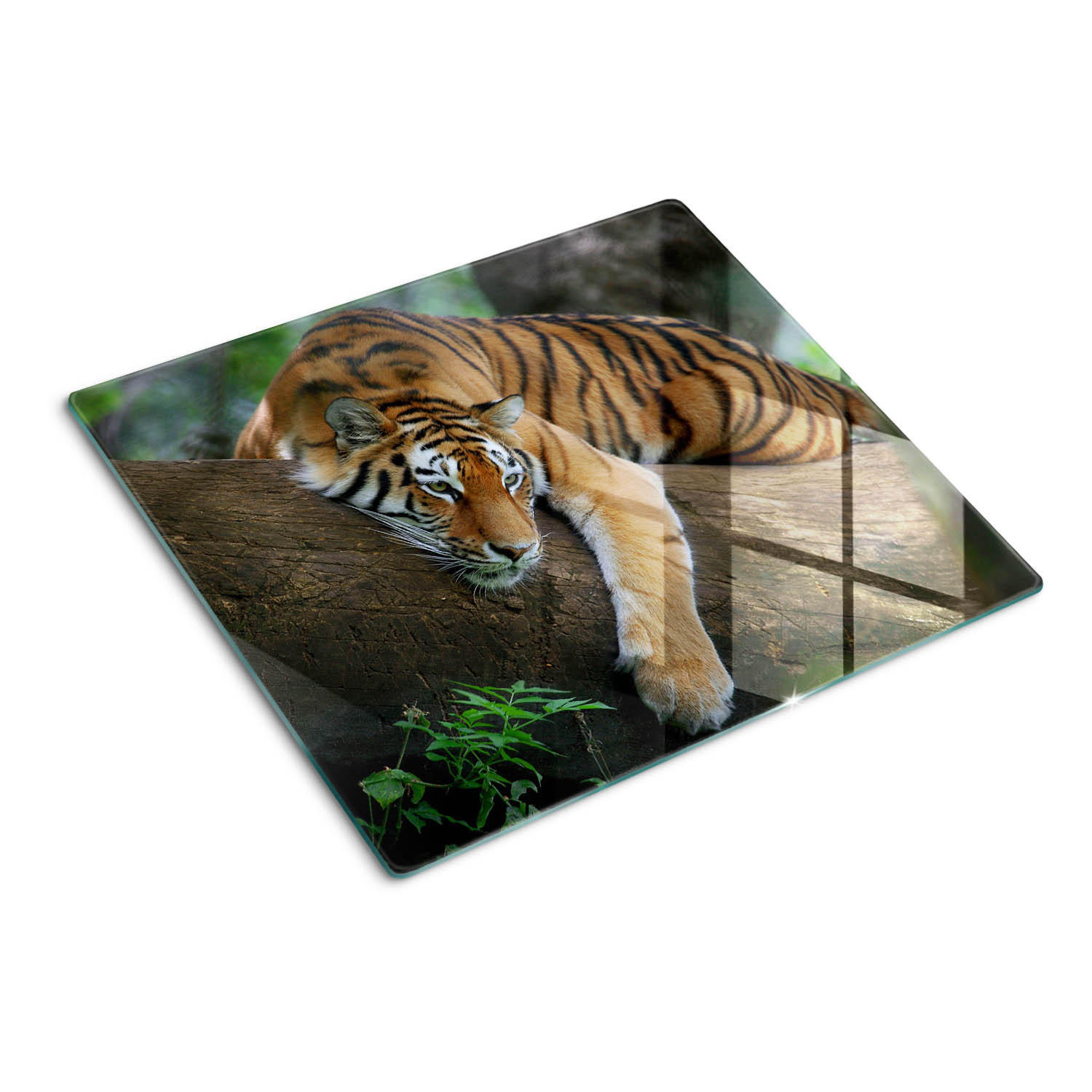 GLASPLATTE 60x52 cm Tiger auf einem Baum - Braun, Glas (60/0.4/52cm) - TULUP