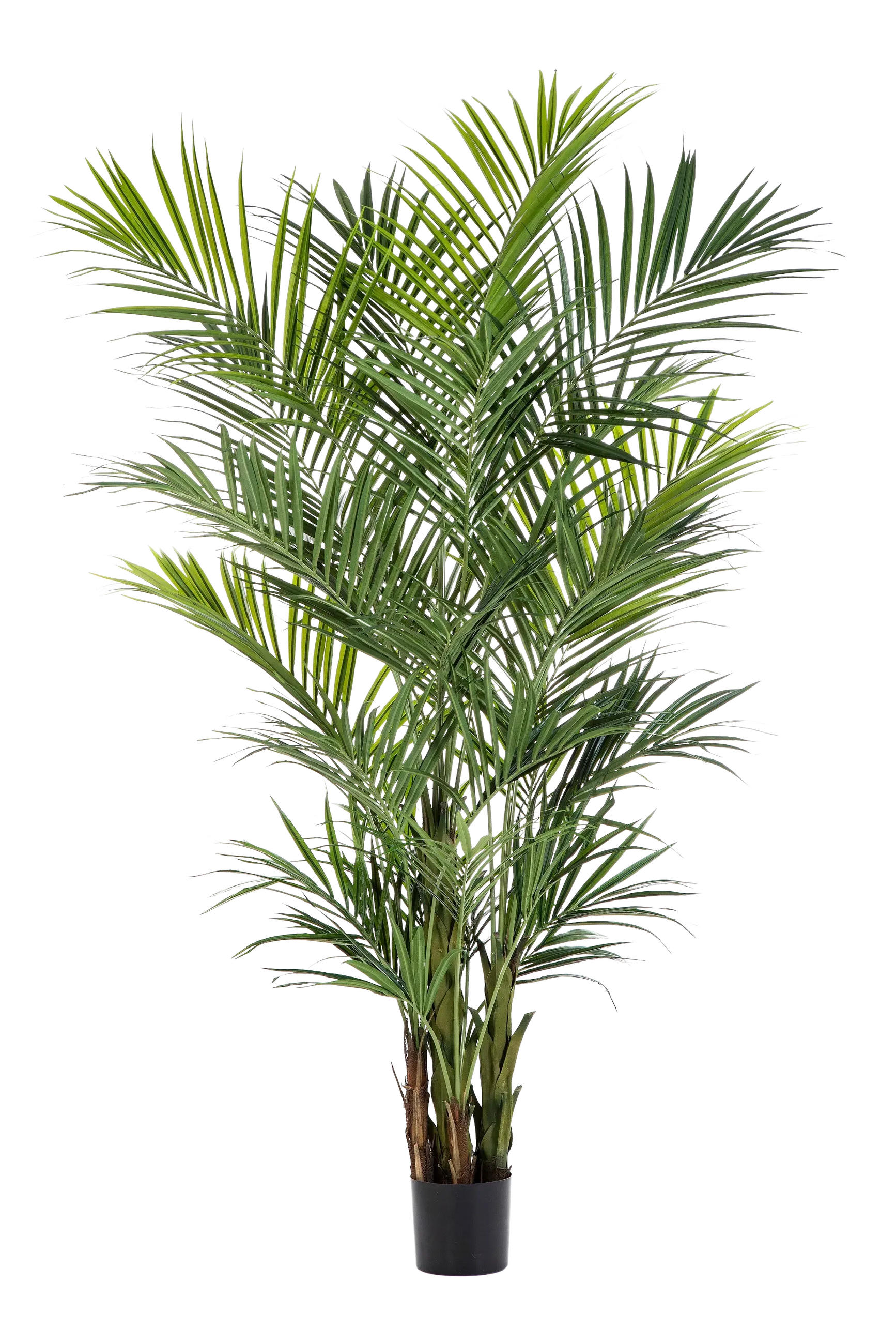 KÜNSTLICHE Kentia Palme - Cecilia 260 cm - Grün, Kunststoff (260cm) - aplanta