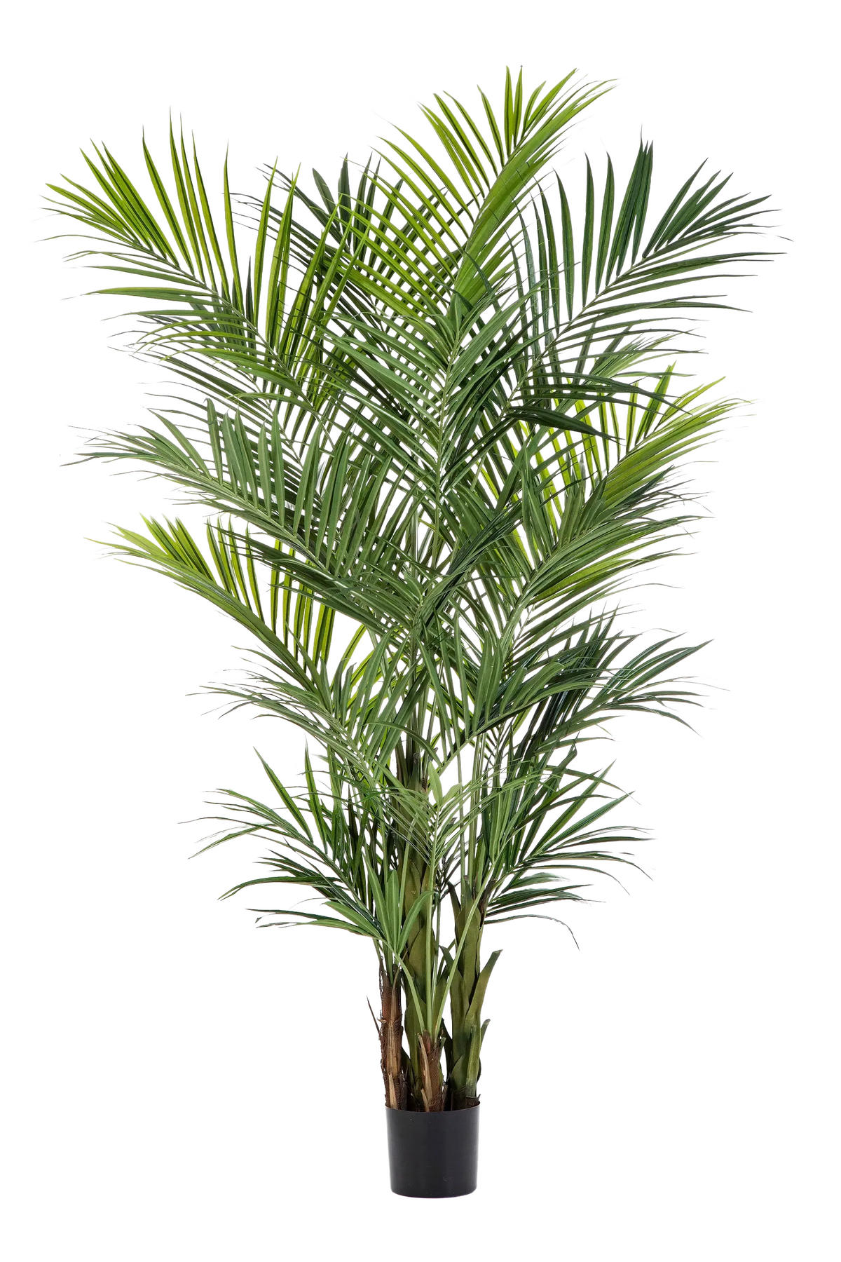 PALMEN Künstliche Kentia Palme - Cecilia 260 cm - Grün, Kunststoff (260cm) - aplanta