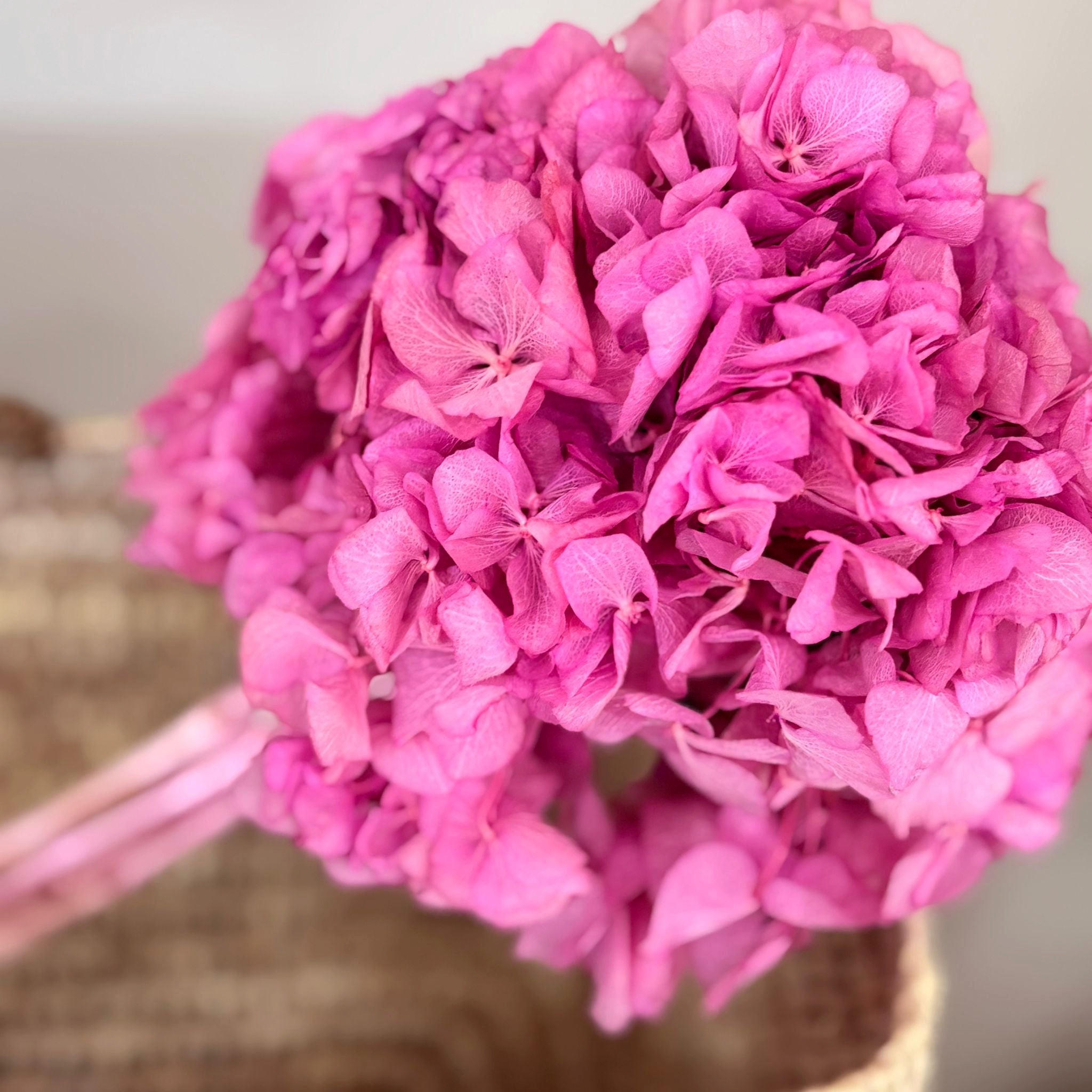 HORTENSIE: Zeitlose Schönheit, konservierte Hortensien als perfekte Dekoration - pink / 30 cm - Rosa, Naturmaterialien (30cm) - Lykke & You