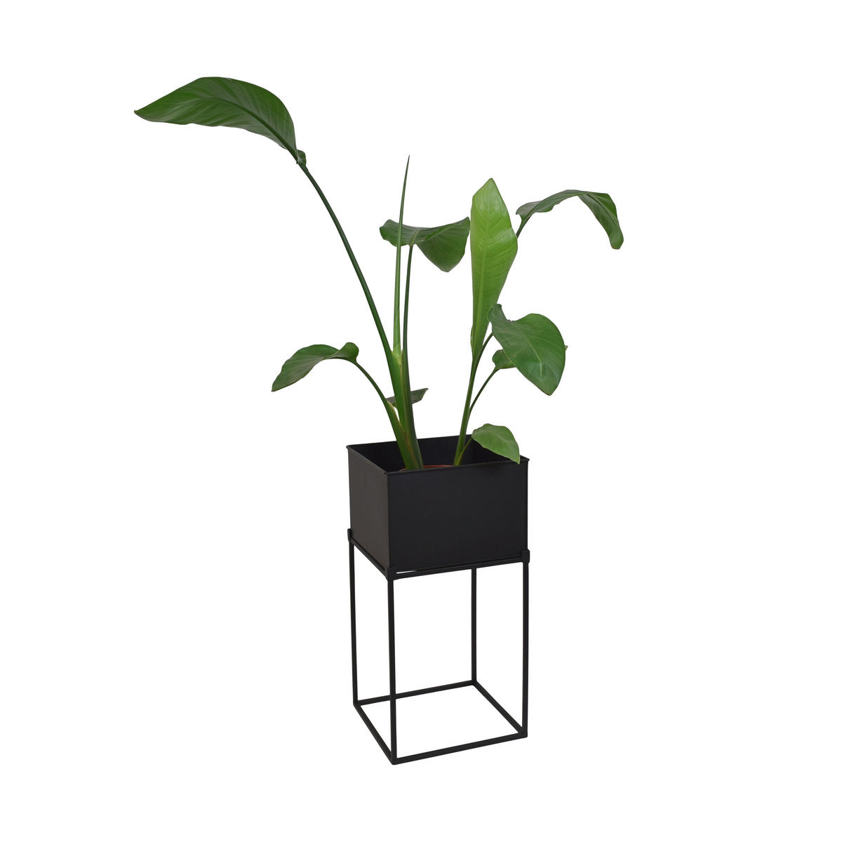 STEHENDER PFLANZKÜBEL Flora Schwarz - Schwarz, Metall (30/60/30cm) - LOFT42