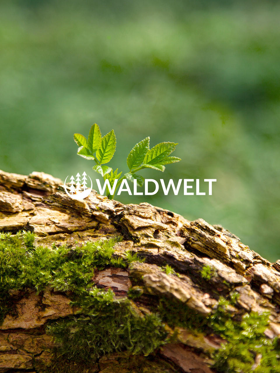 Waldwelt