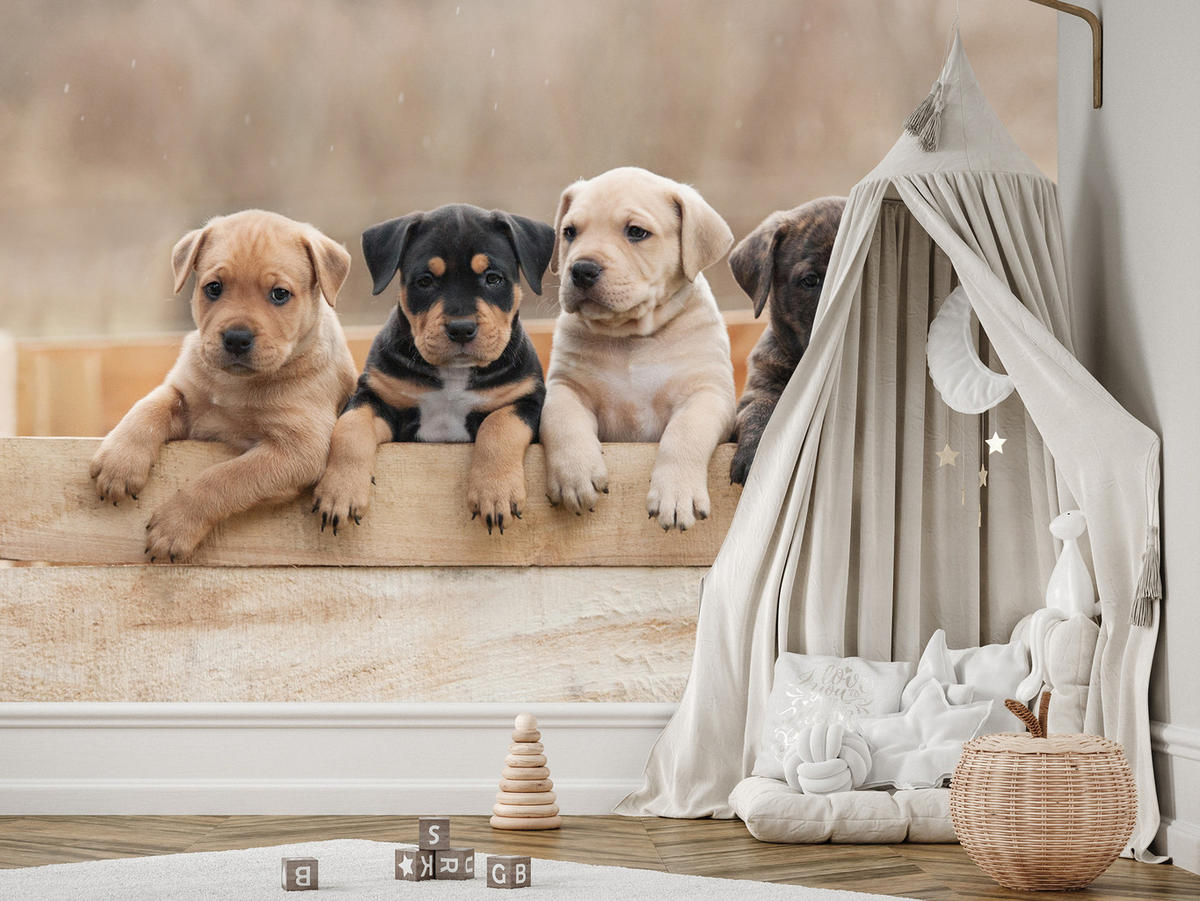 FOTOTAPETE für Kinderzimmer Süße Hunde Tiere 350x256 - Beige/Schwarz, Papier (350/256cm) - Muralo