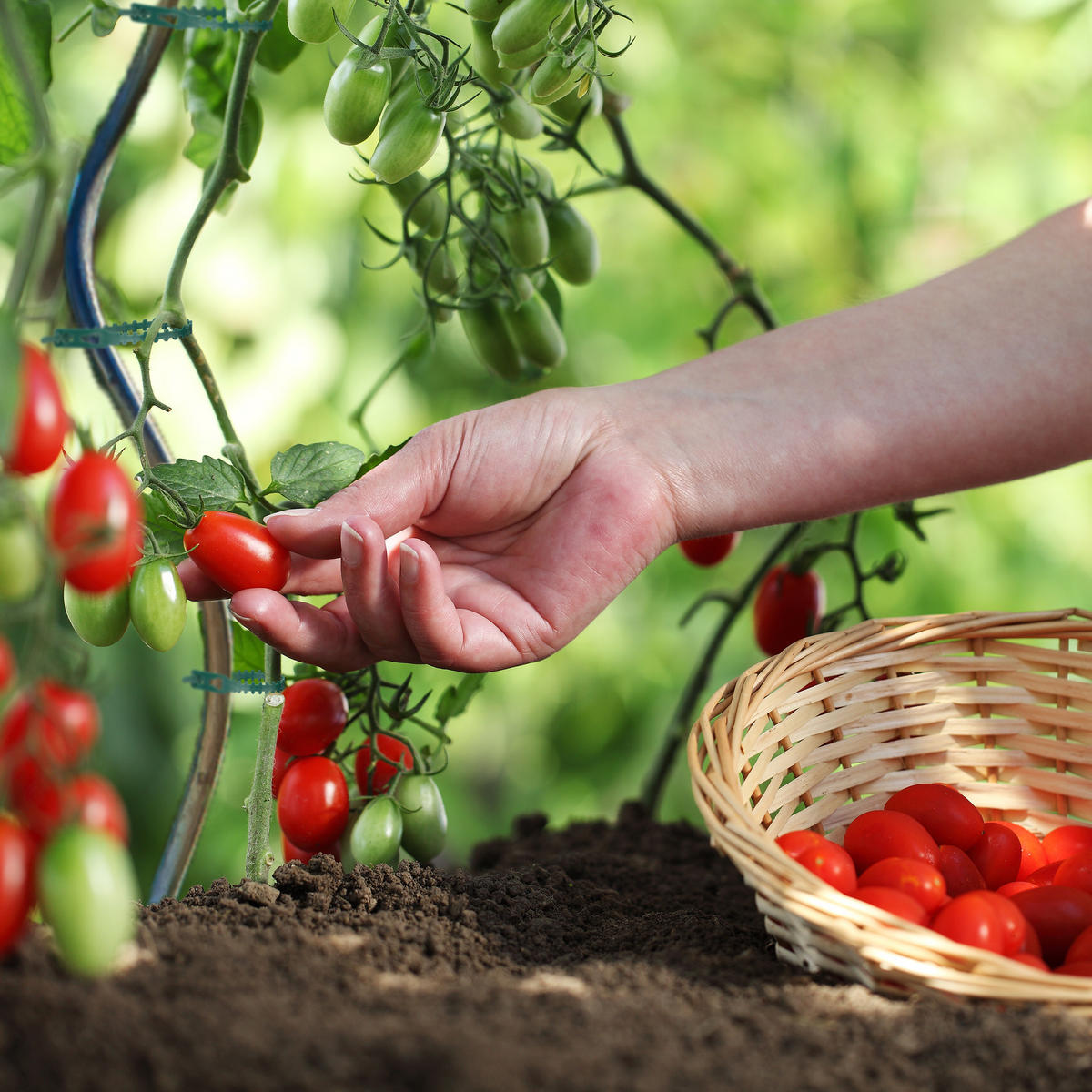 200XVEZICE - tamno zelena, plastika (0.7/14/0.2cm) - Relaxdays