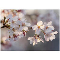 FOTOTAPETE Blumen Kirsche Rosa 350x250 cm - Multicolor, Papier (350/250cm) - Wallarena