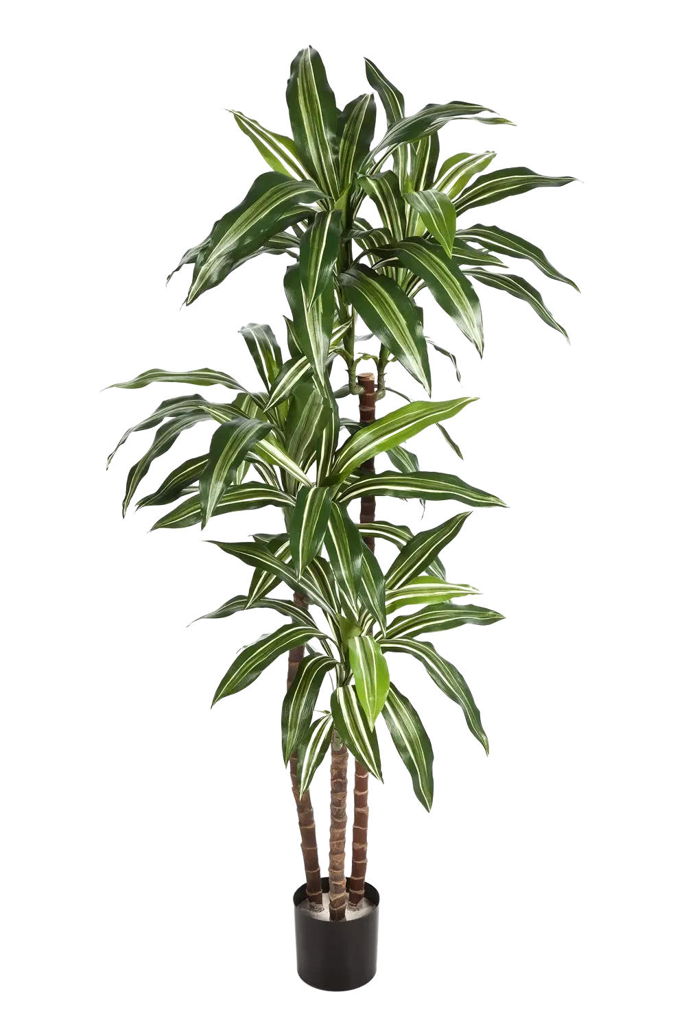 KUNSTBAUM Künstlicher Drachenbaum - Nico 150 cm - Multicolor, Kunststoff (150cm) - aplanta