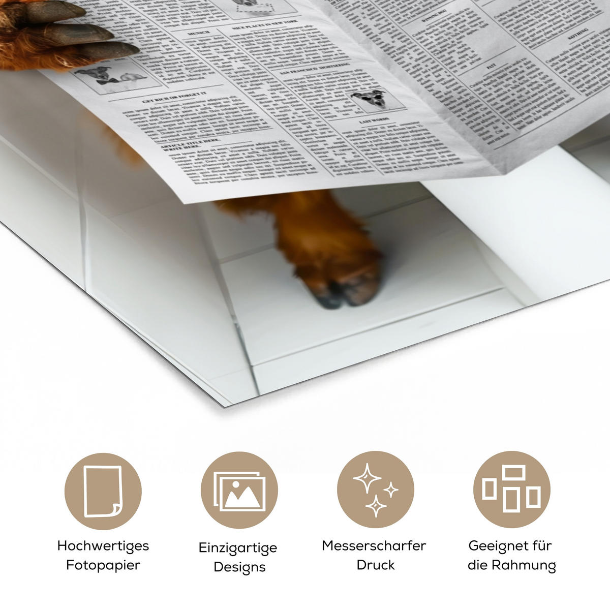 POSTER Schottisches Hochlandrind - Tier - Zeitung - Toilette 80x120 cm - Kastanienfarben, Papier (80/120/0.1cm) - MuchoWow