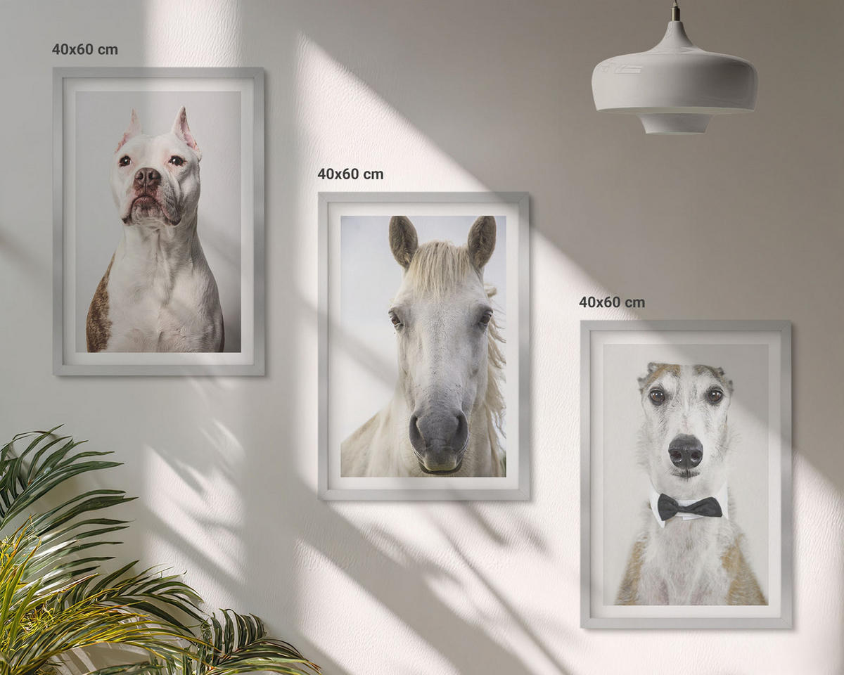BILDER SET 3er Set - 40x60 cm Silberner Rahmen - Elegante Porträts von Hunden und Pferden - Silberfarben, Kunststoff (40/60cm) - TULUP