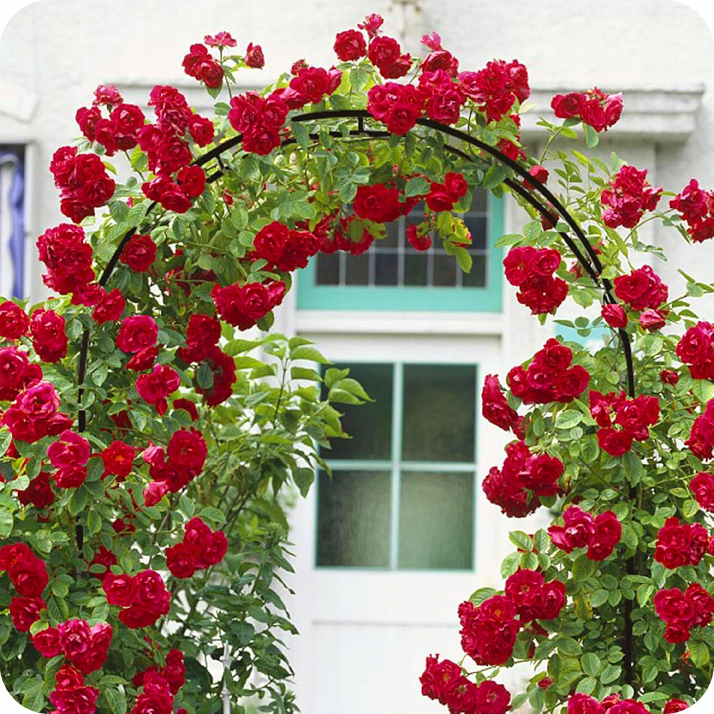 ROSENBOGEN Gartenpergola - Schwarz, Metall (140/240/38cm) - KRUMAD