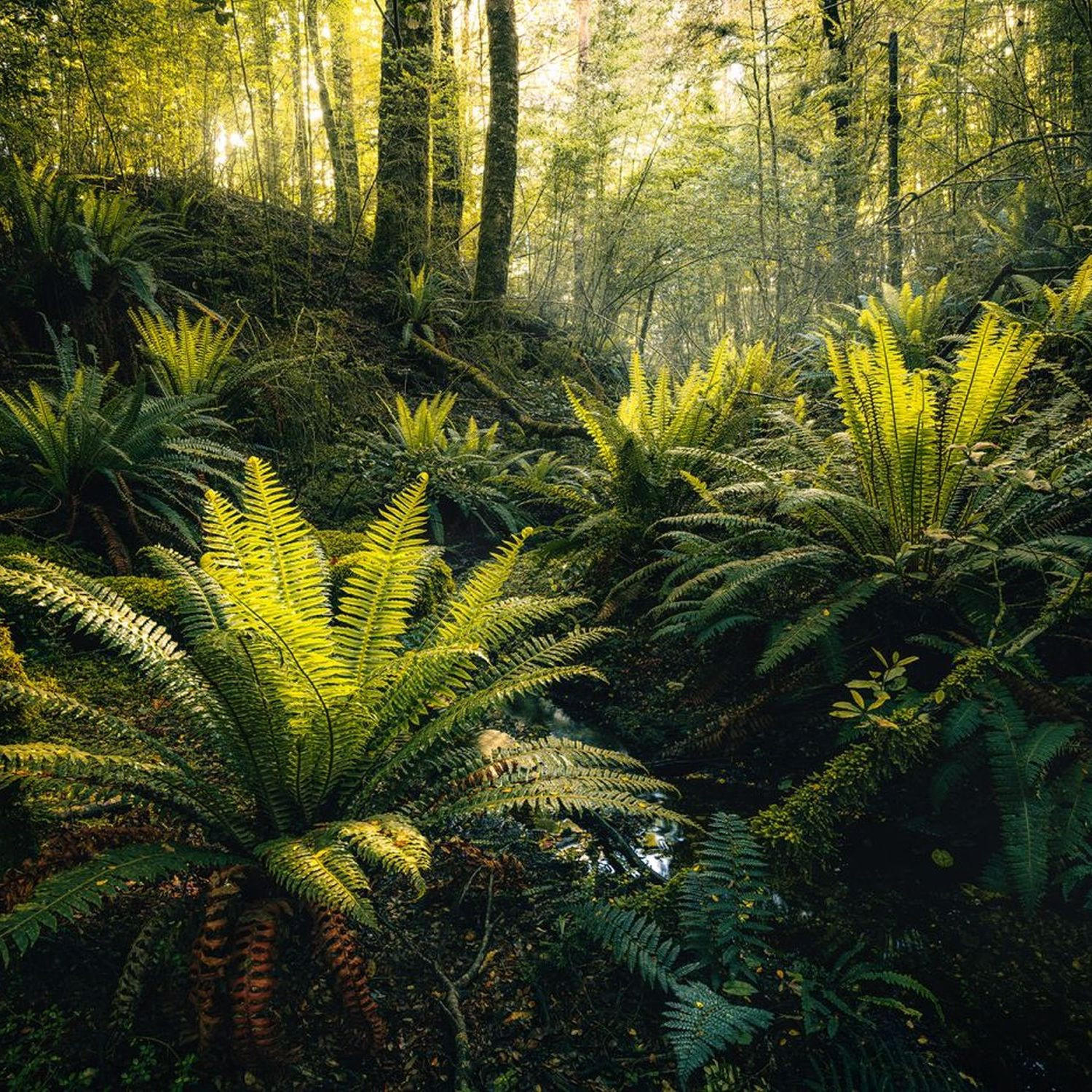 FOTOTAPETE Waldlandschaft 450 x 280 cm - Grün, Papier (450/280cm) - Sanders & Sanders